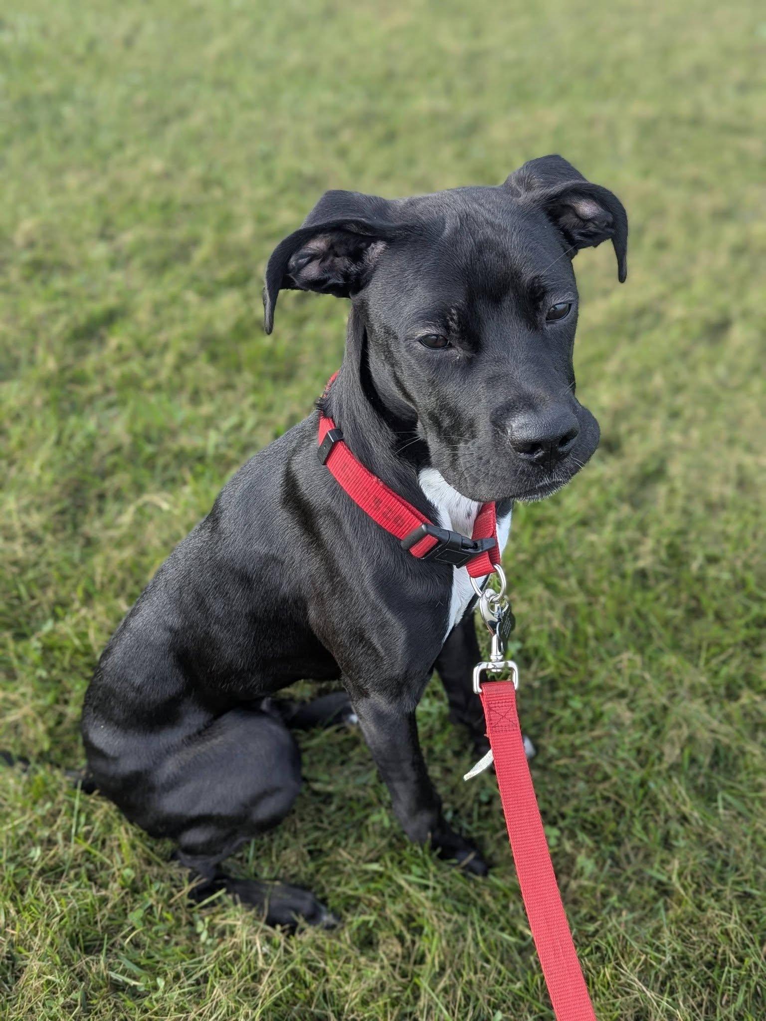 Bolt — *Community Post*, ADOPTABLE, Young Male Boxer.