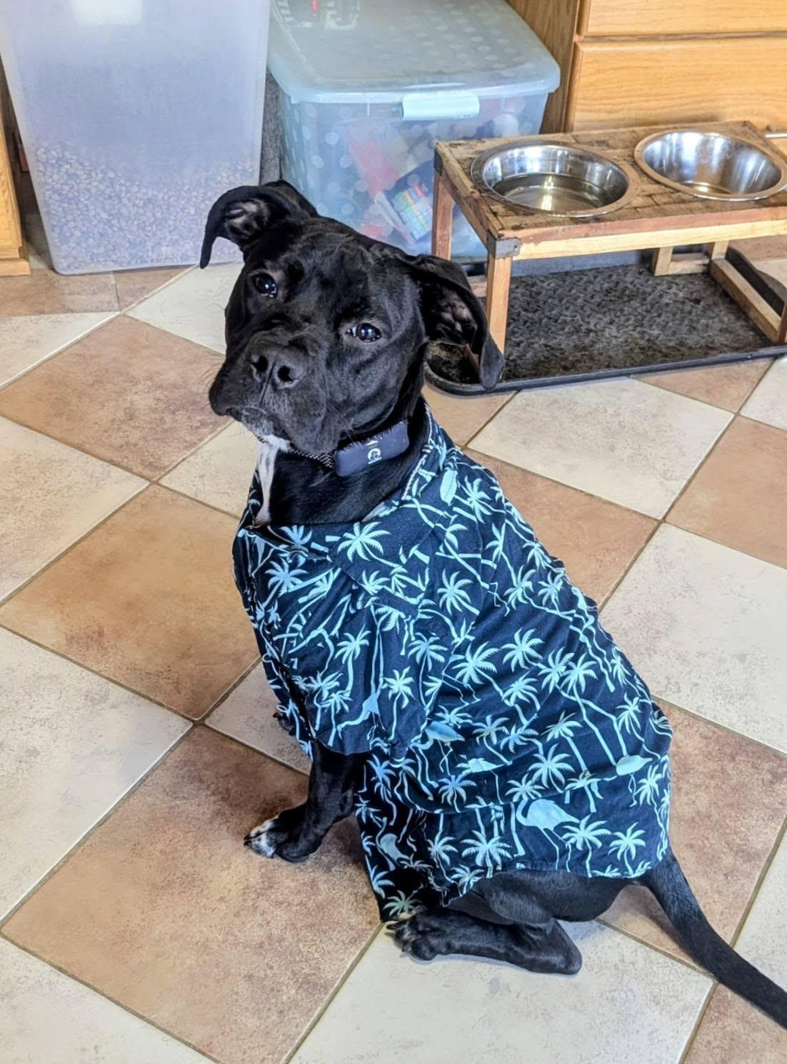 Enlarge Bolt — *Community Post*, a ADOPTABLE mixed breed in Floyd, VA image 5/6