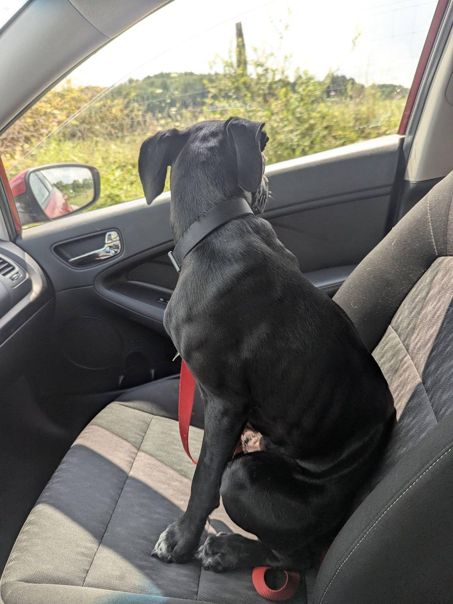 Enlarge Bolt — *Community Post*, a ADOPTABLE mixed breed in Floyd, VA image 2/6