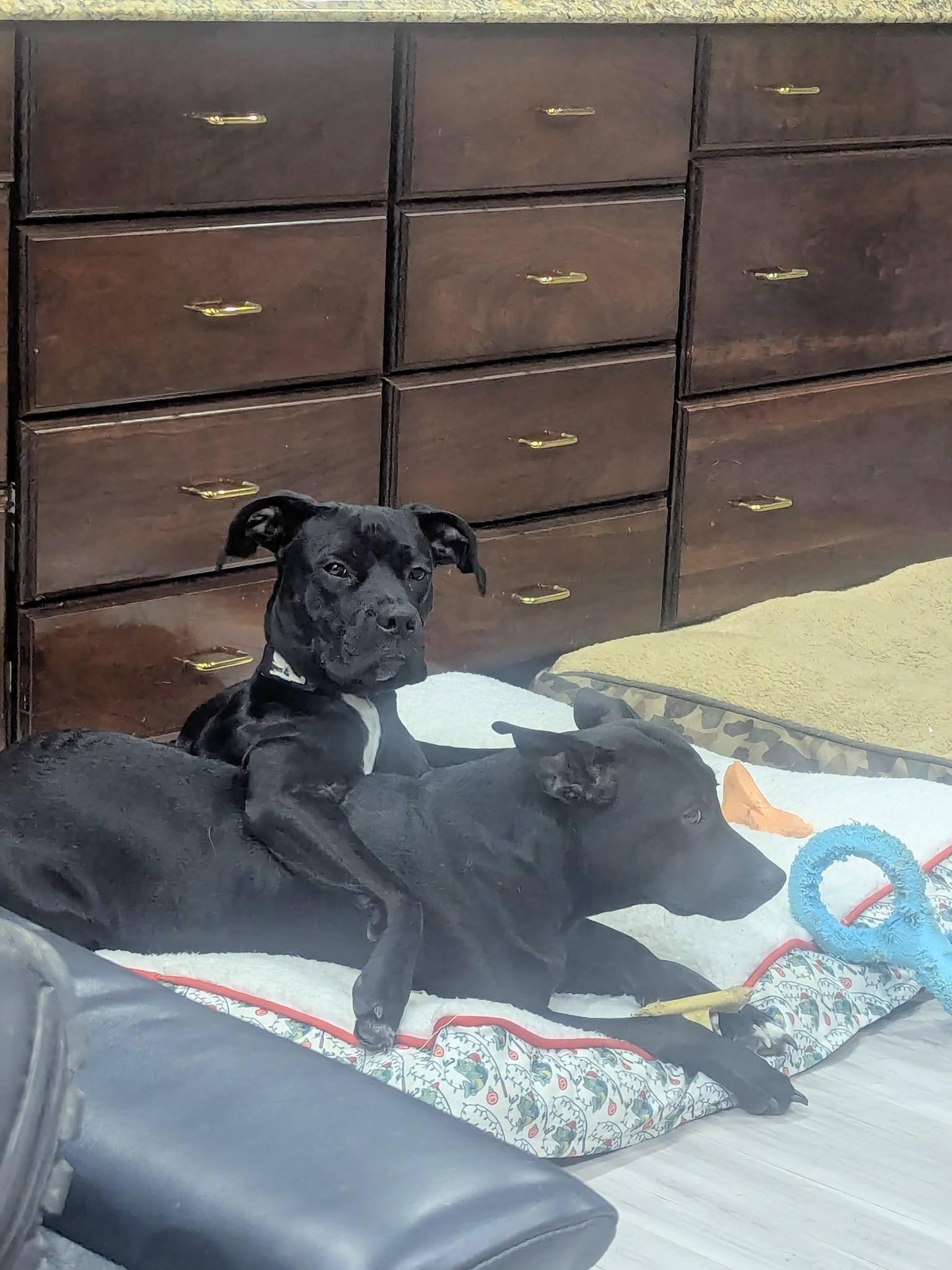 Enlarge Bolt — *Community Post*, a ADOPTABLE mixed breed in Floyd, VA image 6/6