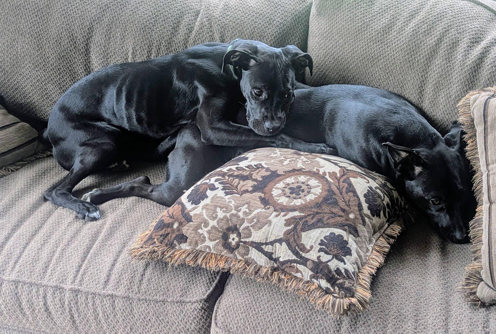 Enlarge Bolt — *Community Post*, a ADOPTABLE mixed breed in Floyd, VA image 3/6