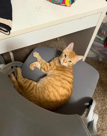 Enlarge Grapenut, a ADOPTABLE Domestic Short Hair in Everett, WA image 4/6