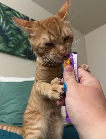 Enlarge Grapenut, a ADOPTABLE Domestic Short Hair in Everett, WA image 3/6