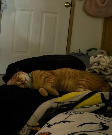 Enlarge Grapenut, a ADOPTABLE Domestic Short Hair in Everett, WA image 6/6