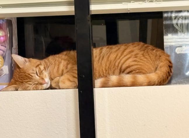 Enlarge Grapenut, a ADOPTABLE Domestic Short Hair in Everett, WA image 5/6