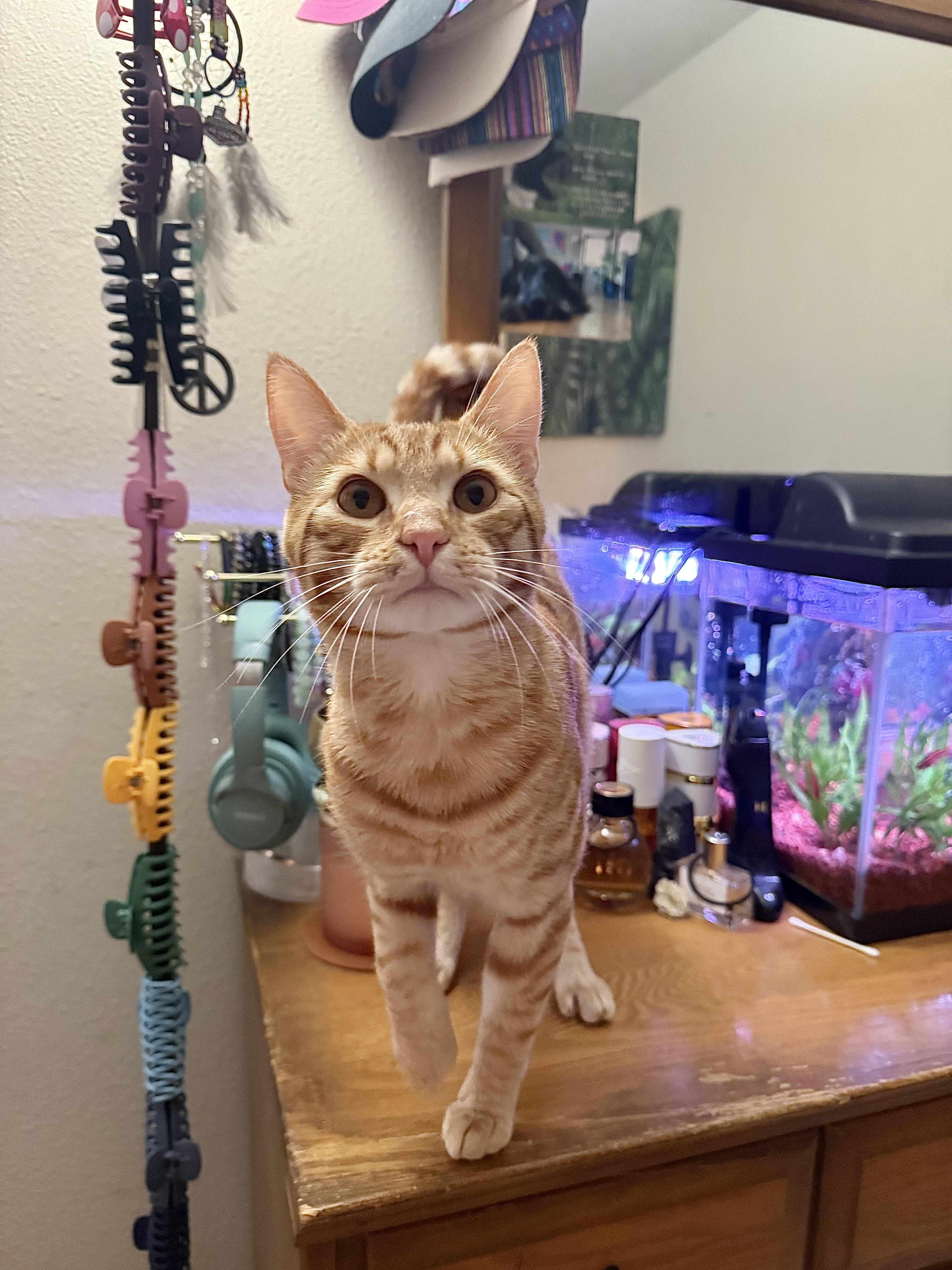 Grapenut, ADOPTABLE, Young Male Domestic Short Hair.