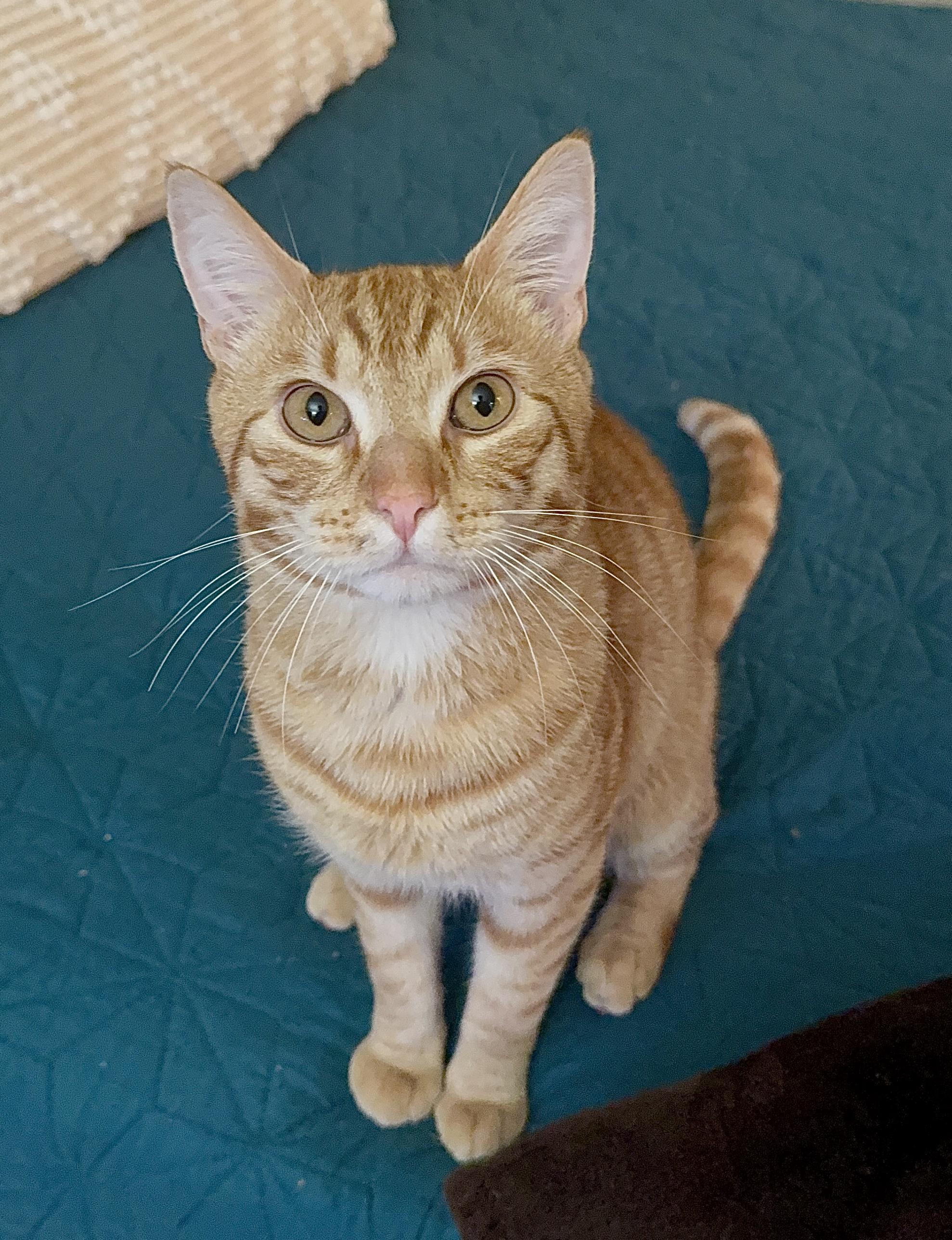 Enlarge Grapenut, a ADOPTABLE Domestic Short Hair in Everett, WA image 2/6