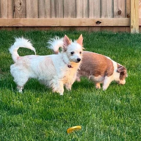 Enlarge Charity, an adopted mixed breed in Lexington, KY image 6/6