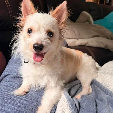 Charity, adopted, Adult Female Chihuahua & Yorkshire Terrier.