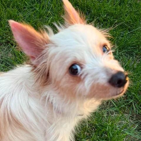 Enlarge Charity, an adopted mixed breed in Lexington, KY image 3/6
