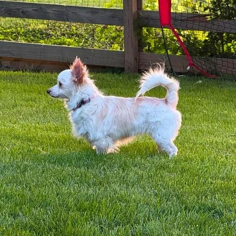 Enlarge Charity, an adopted mixed breed in Lexington, KY image 5/6