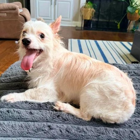 Enlarge Charity, an adopted mixed breed in Lexington, KY image 2/6