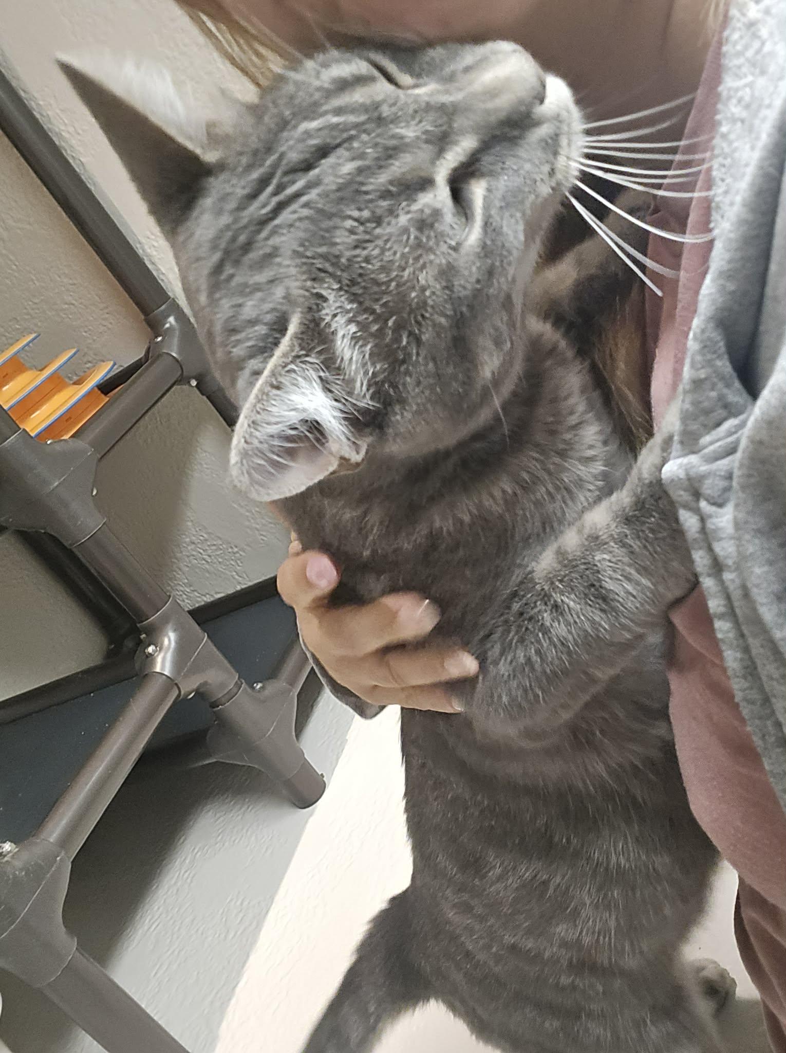 Enlarge Timber, a Adopted Tabby in Richmond, KY image 2/6