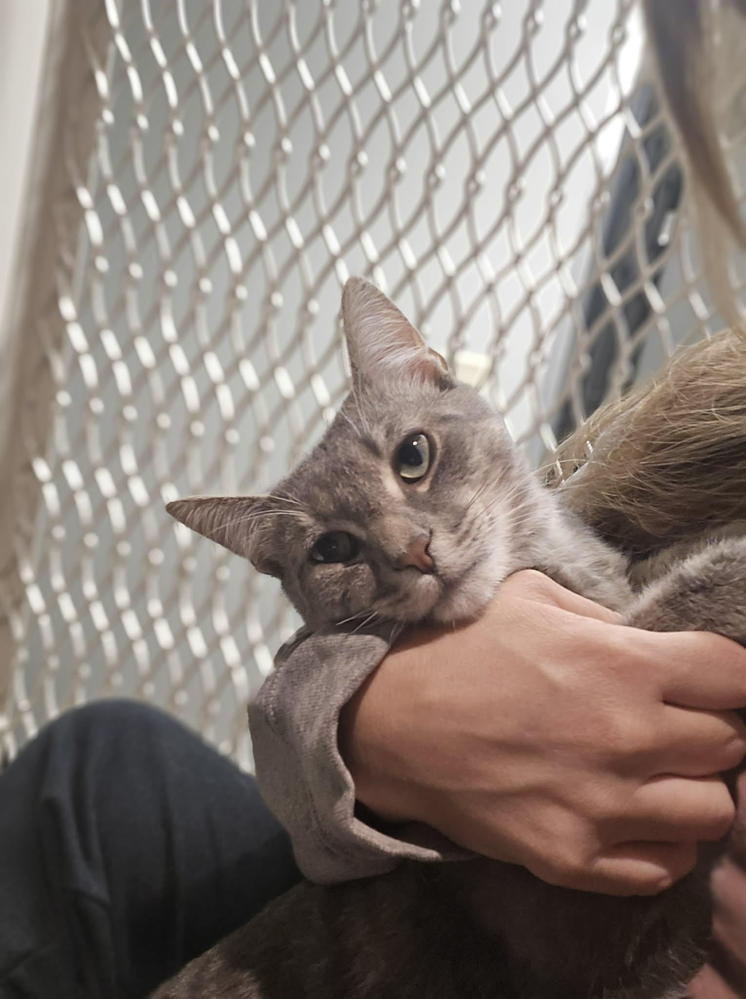 Enlarge Timber, a Adopted Tabby in Richmond, KY image 4/6