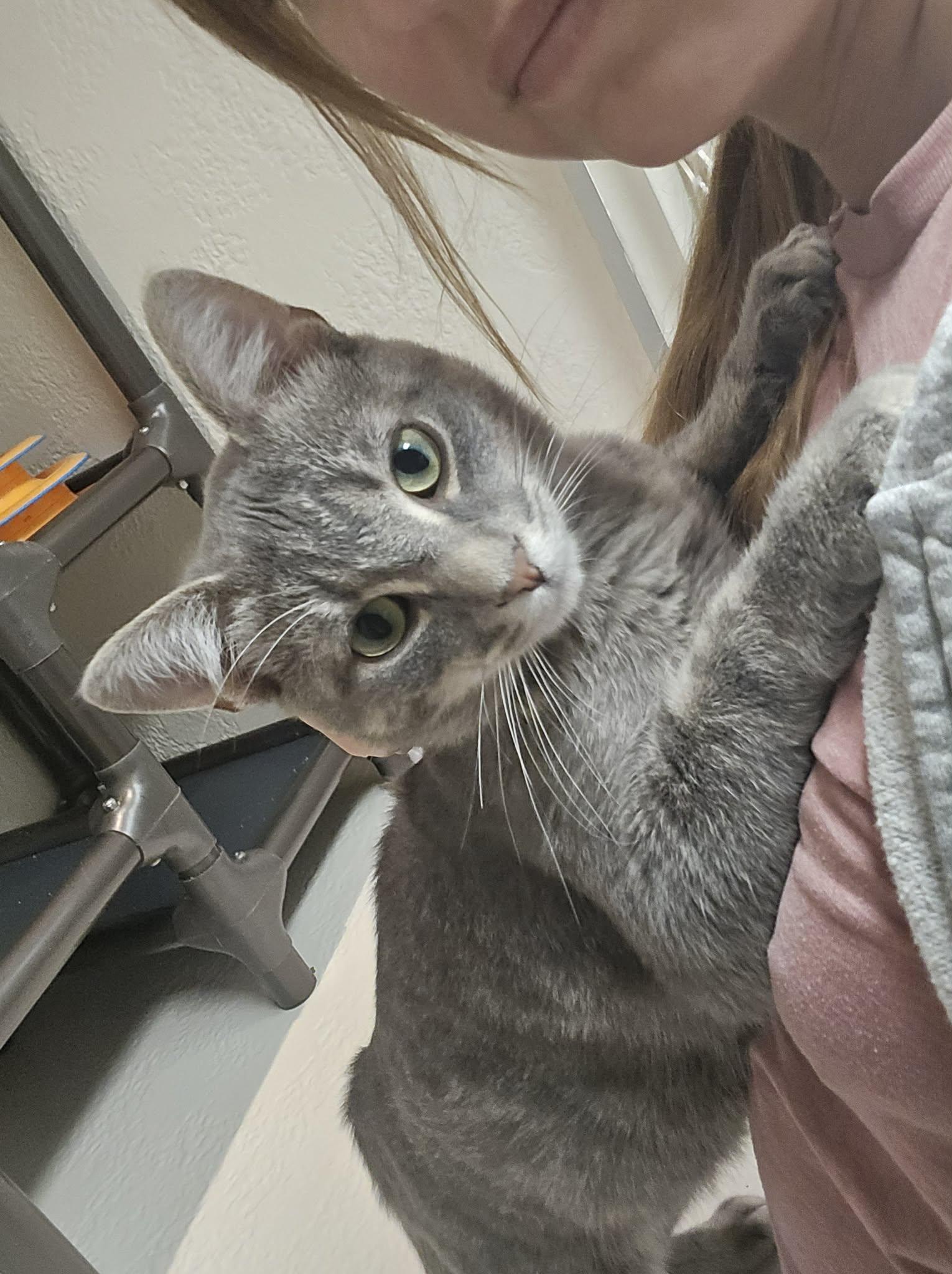 Enlarge Timber, a Adopted Tabby in Richmond, KY image 6/6