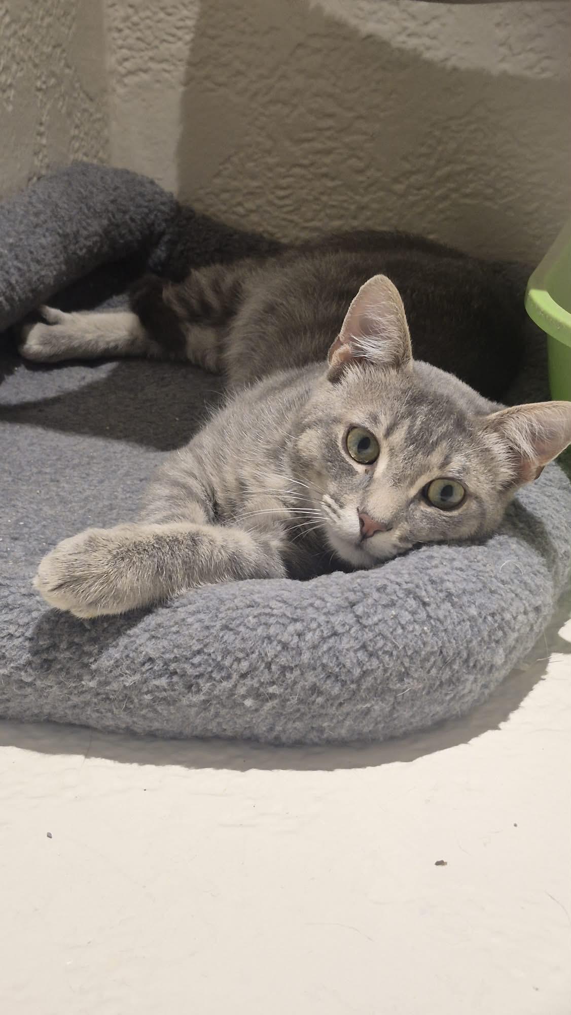 Enlarge Timber, a Adopted Tabby in Richmond, KY image 1/6