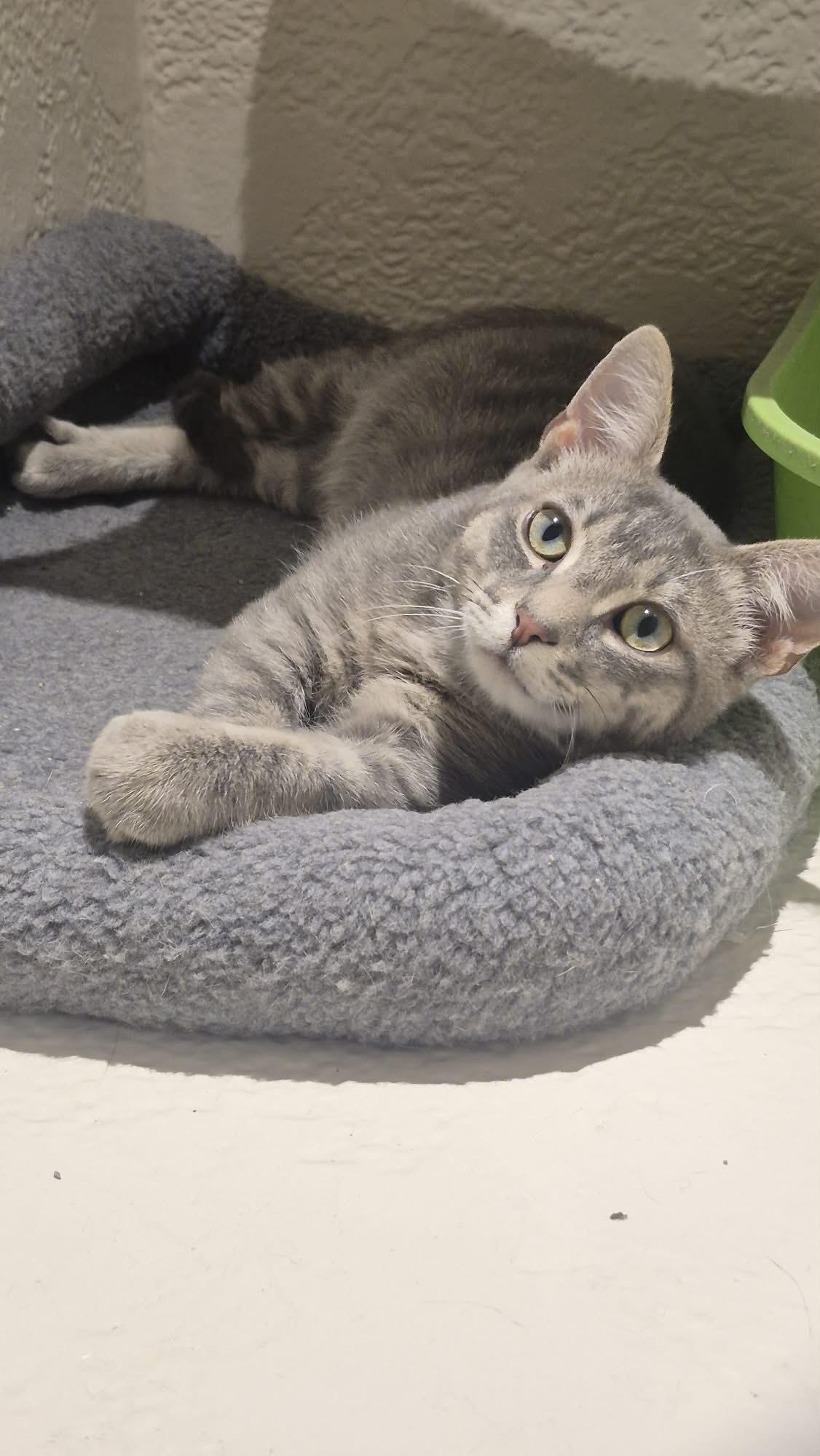 Enlarge Timber, a Adopted Tabby in Richmond, KY image 5/6