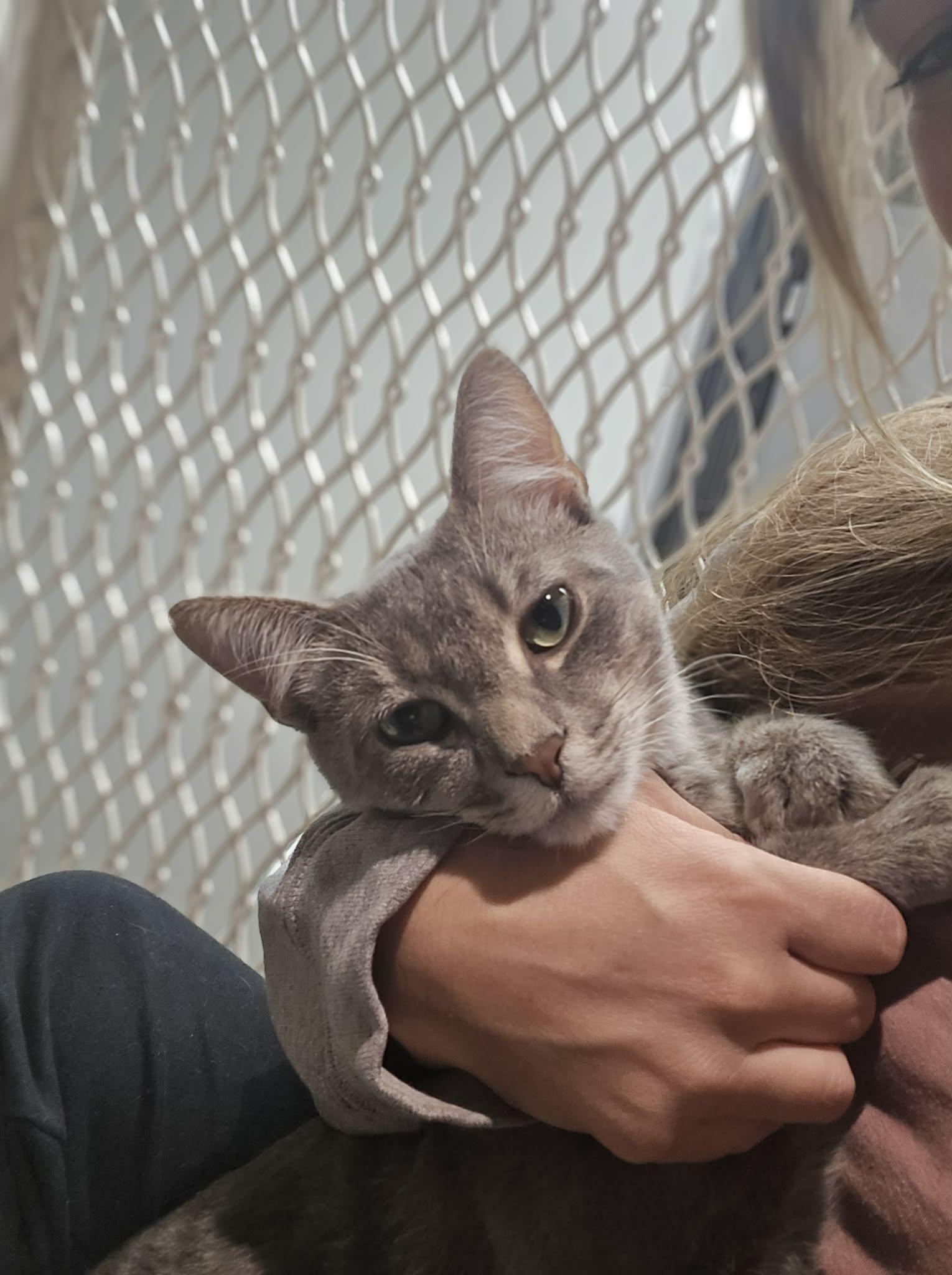 Enlarge Timber, a Adopted Tabby in Richmond, KY image 3/6