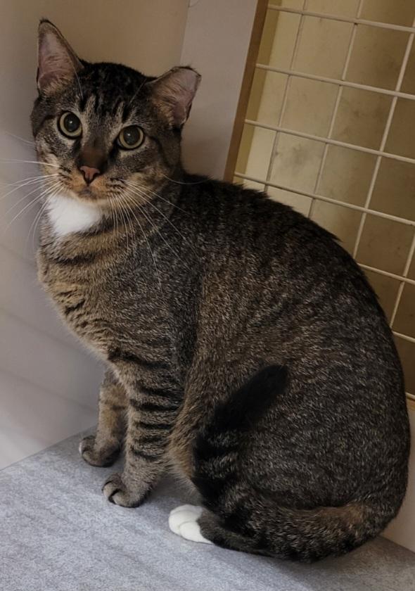 Max, Adoptable, Adult Male Domestic Short Hair.