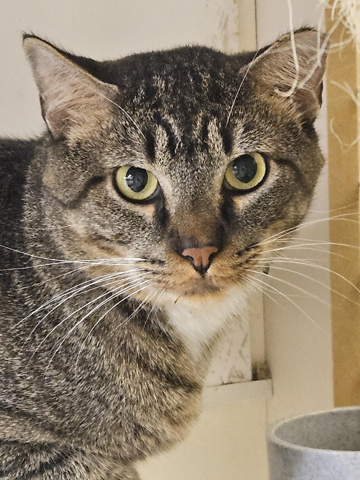 Enlarge Max, a Adoptable Domestic Short Hair in Fort Worth, TX image 4/4