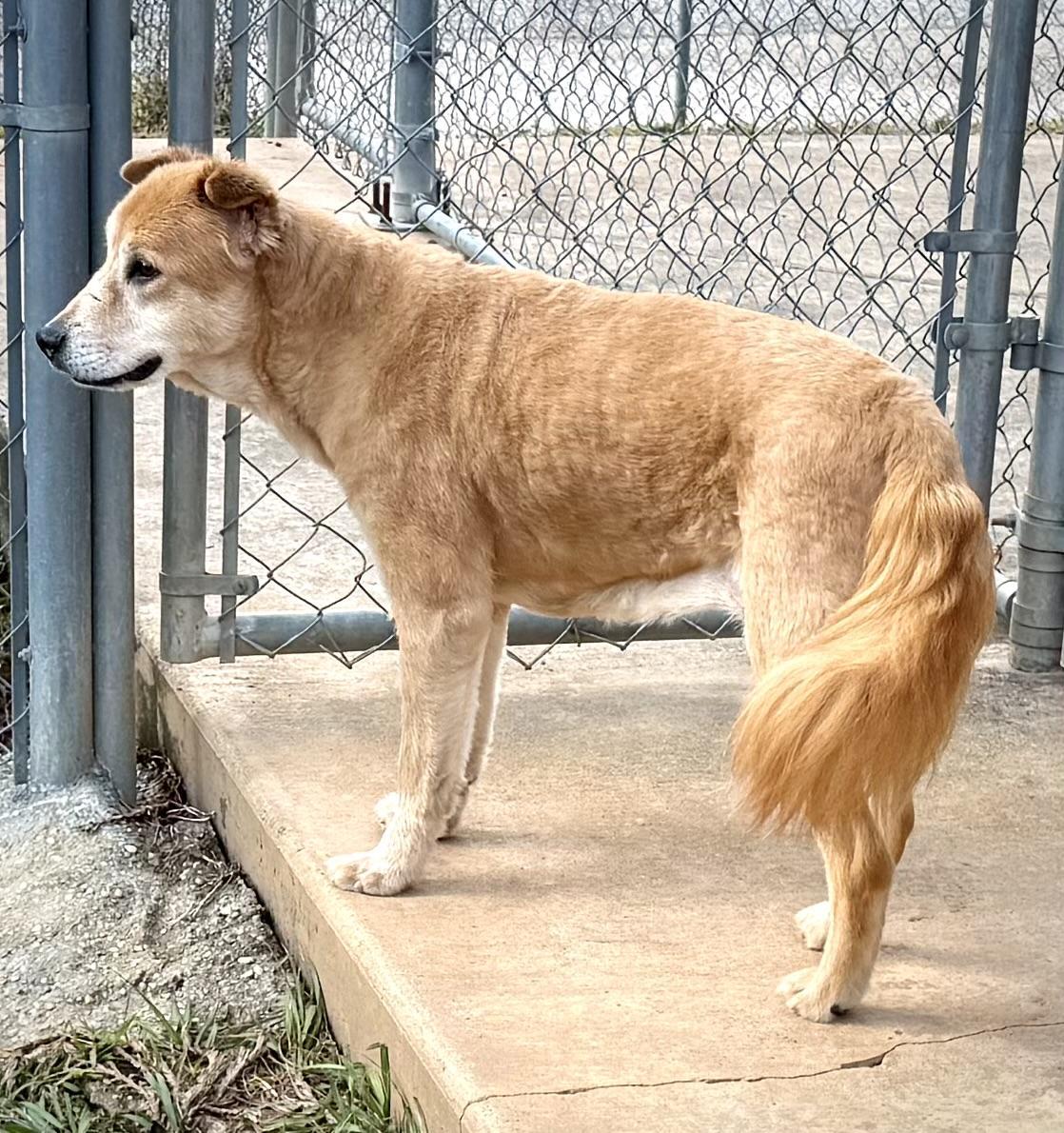 Bobbi, a Adopted mixed breed in New Canaan, CT image 2/6