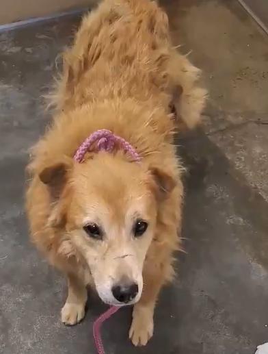 Bobbi, a Adopted mixed breed in New Canaan, CT image 3/6