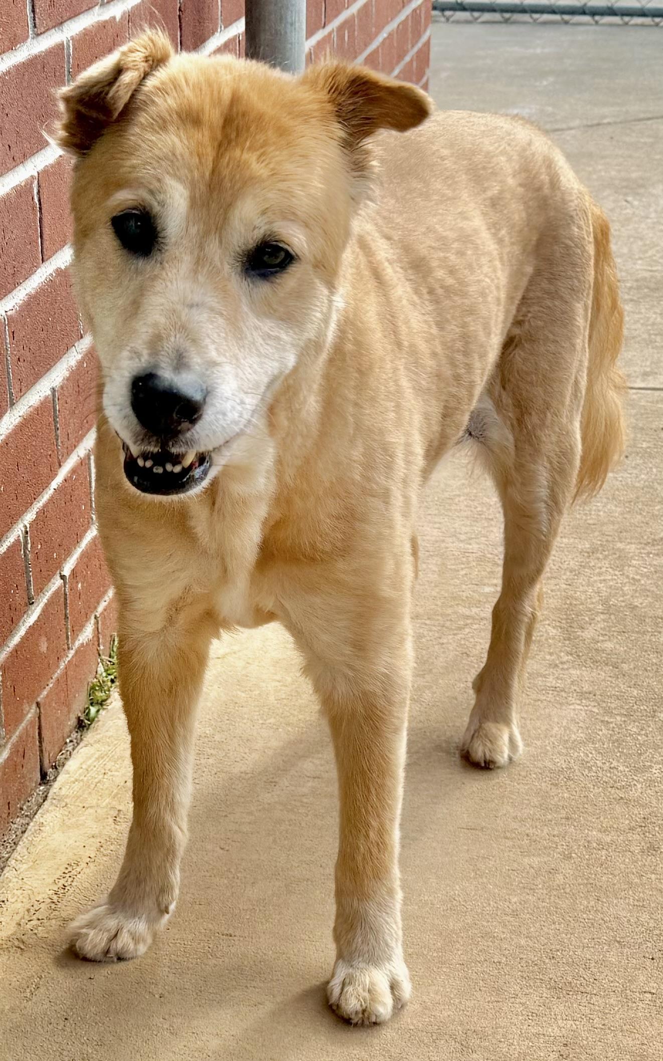 Bobbi, a Adopted mixed breed in New Canaan, CT image 4/6