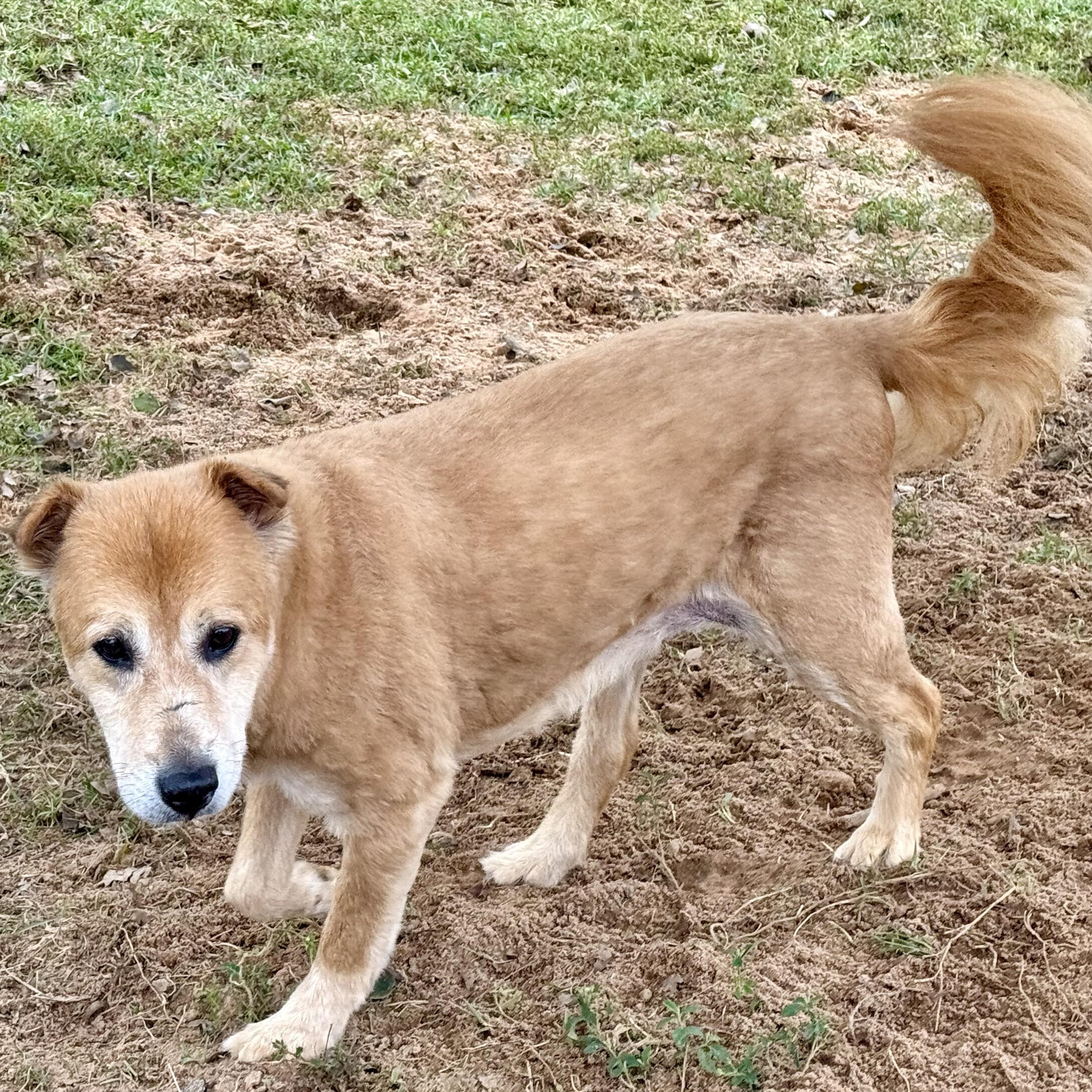Bobbi, a Adopted mixed breed in New Canaan, CT image 1/6