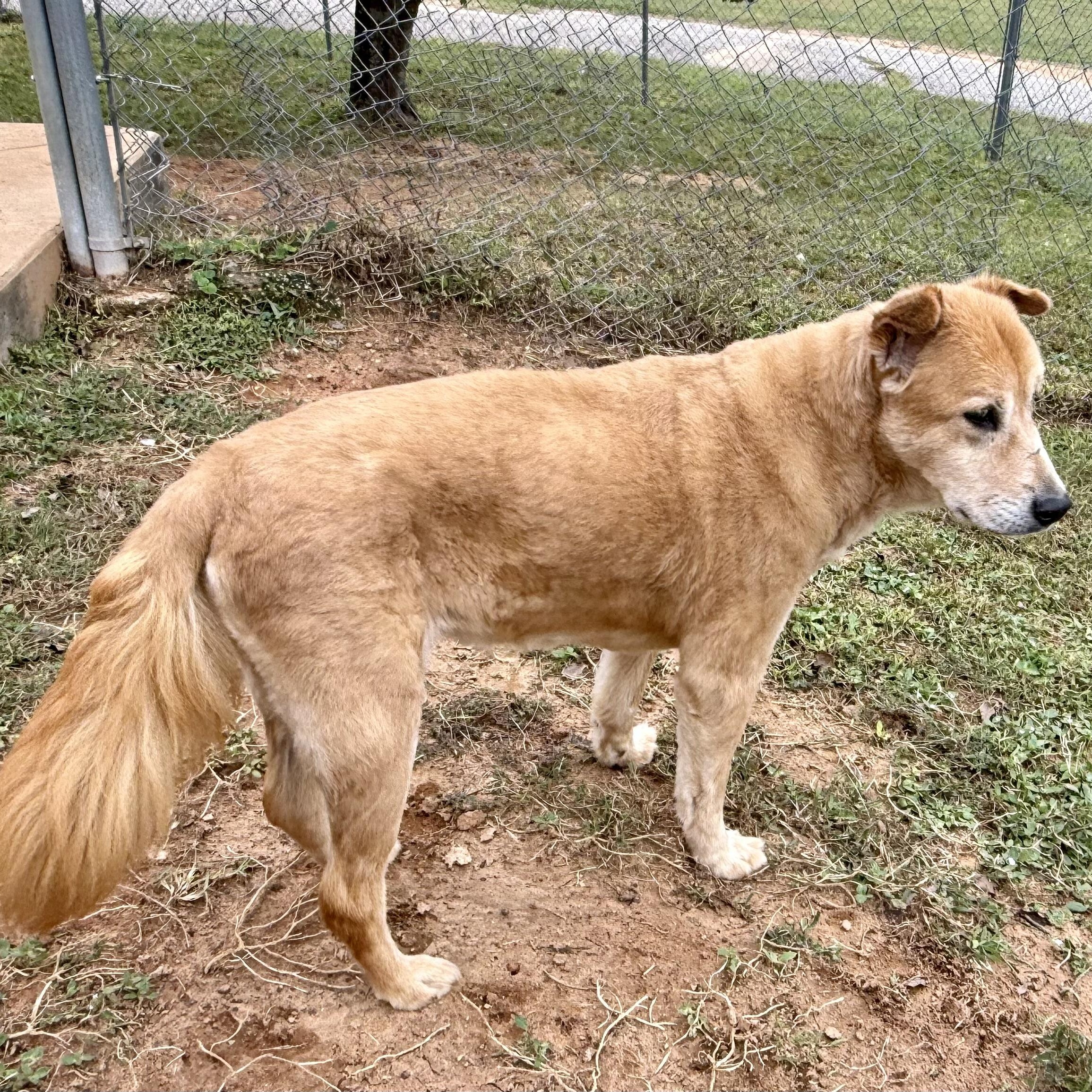 Bobbi, a Adopted mixed breed in New Canaan, CT image 5/6
