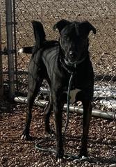 Finn, Adoptable, Adult Male Cattle Dog.