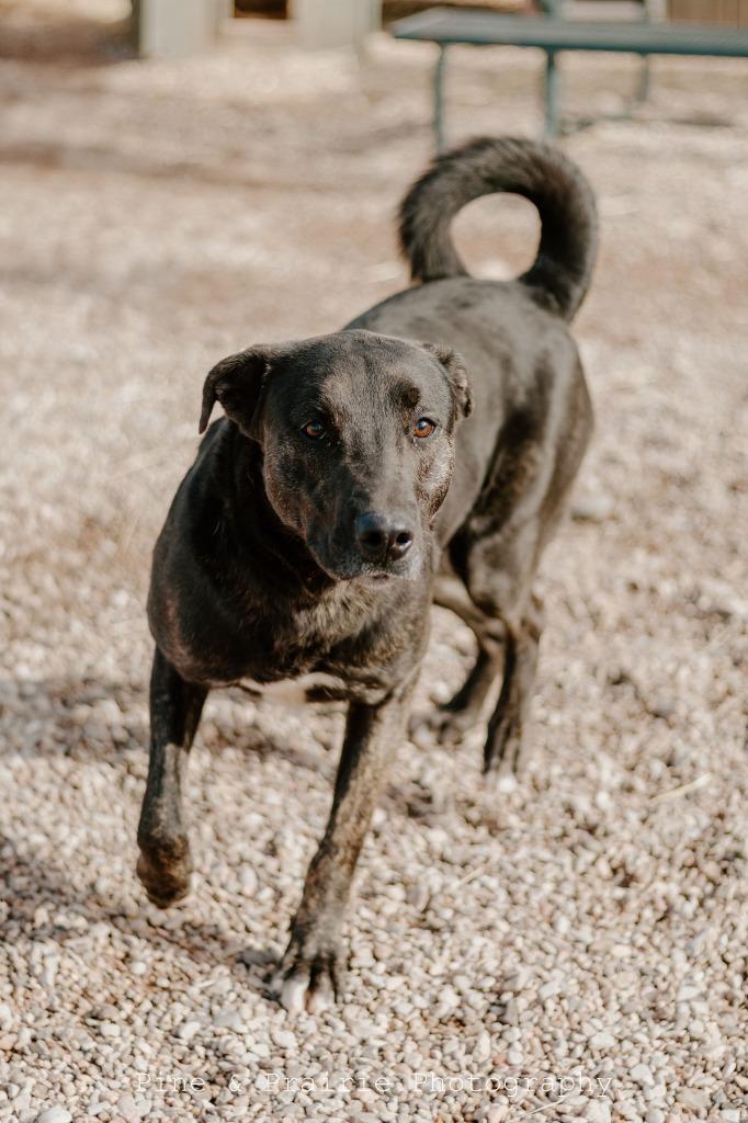 Enlarge Finn, a Adoptable Cattle Dog in Hot Springs, SD image 2/3