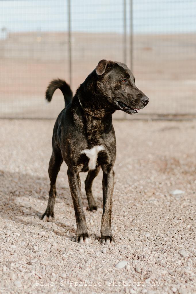 Finn, a Adoptable Cattle Dog in Hot Springs, SD image 3/3