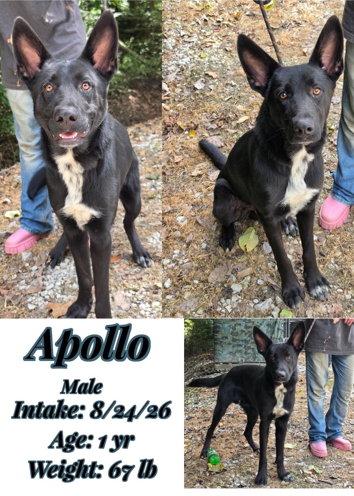 Apollo, Adoptable, Adult Male German Shepherd Dog.
