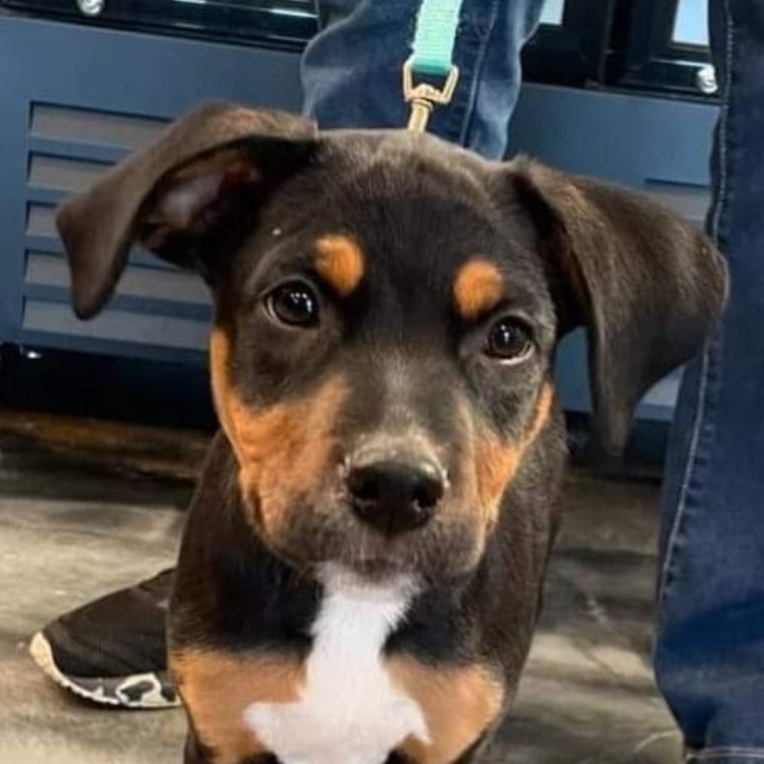 Tyler Bass, Adopted, Puppy Male Labrador Retriever.