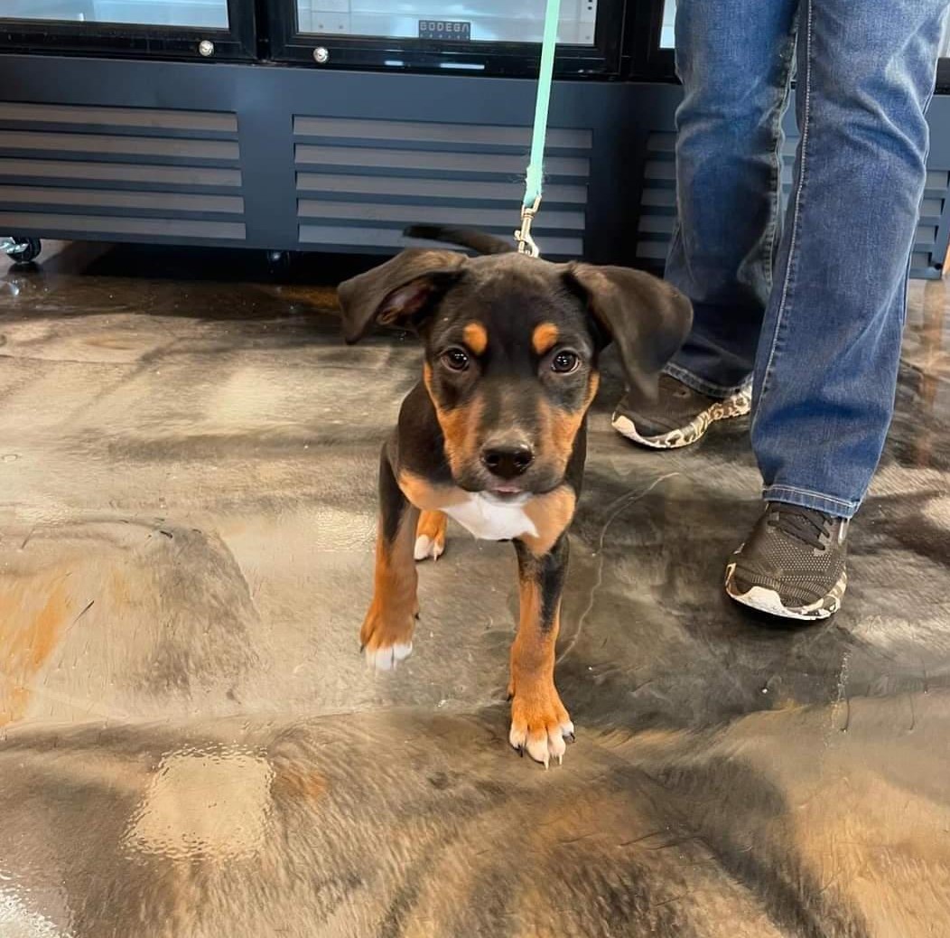 Enlarge Tyler Bass, a Adopted mixed breed in Plainfield, NH image 3/3