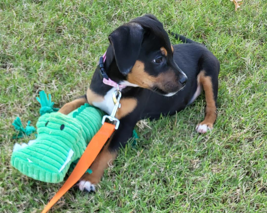 Enlarge Tyler Bass, a Adopted mixed breed in Plainfield, NH image 2/3