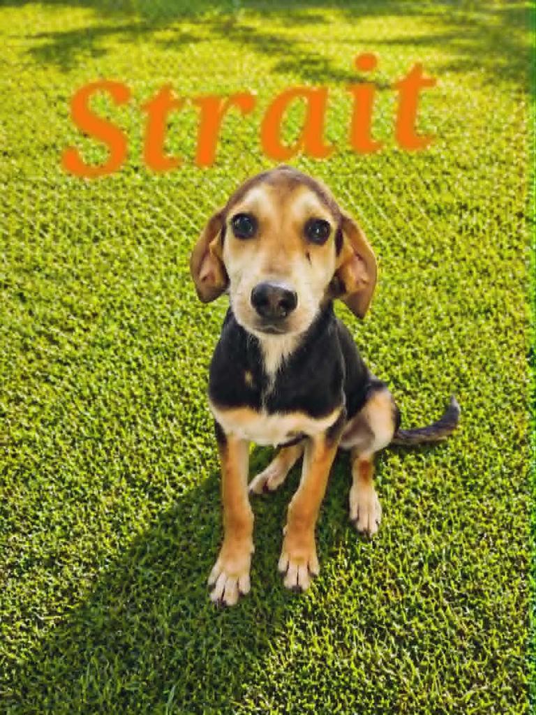 Strait, Adoptable, Puppy Male Treeing Walker Coonhound.