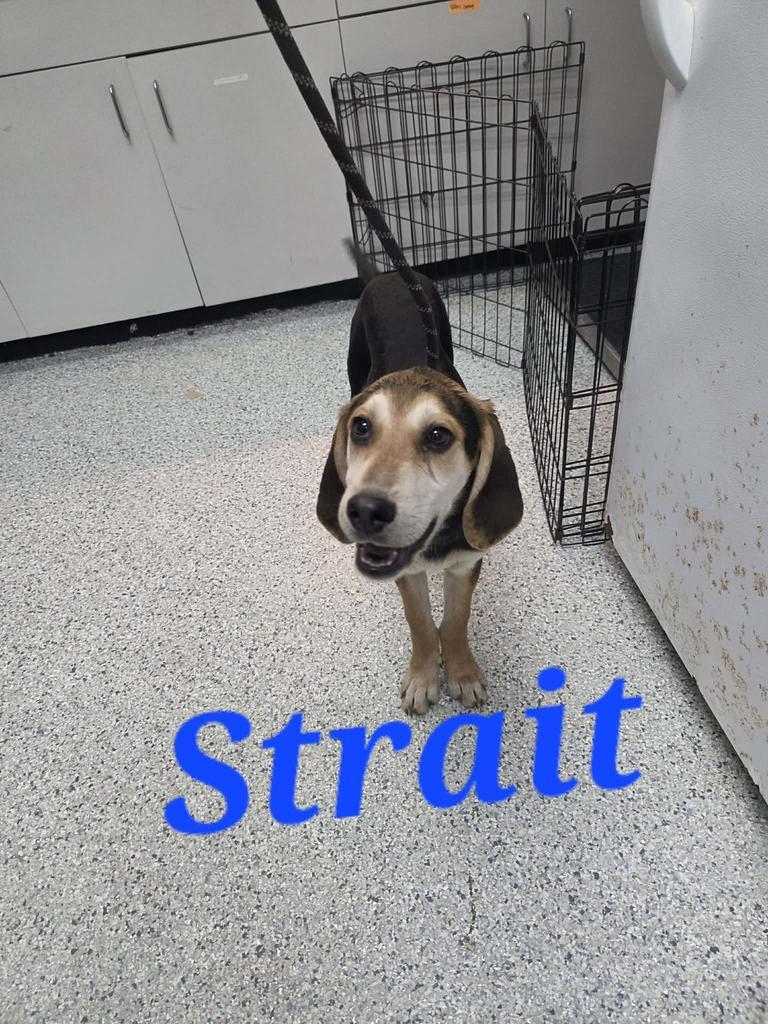 Enlarge Strait, a Adoptable Treeing Walker Coonhound in Livingston, LA image 2/2