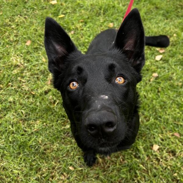 Enlarge Rinaldo, a Adoptable mixed breed in Oakland, CA image 2/2