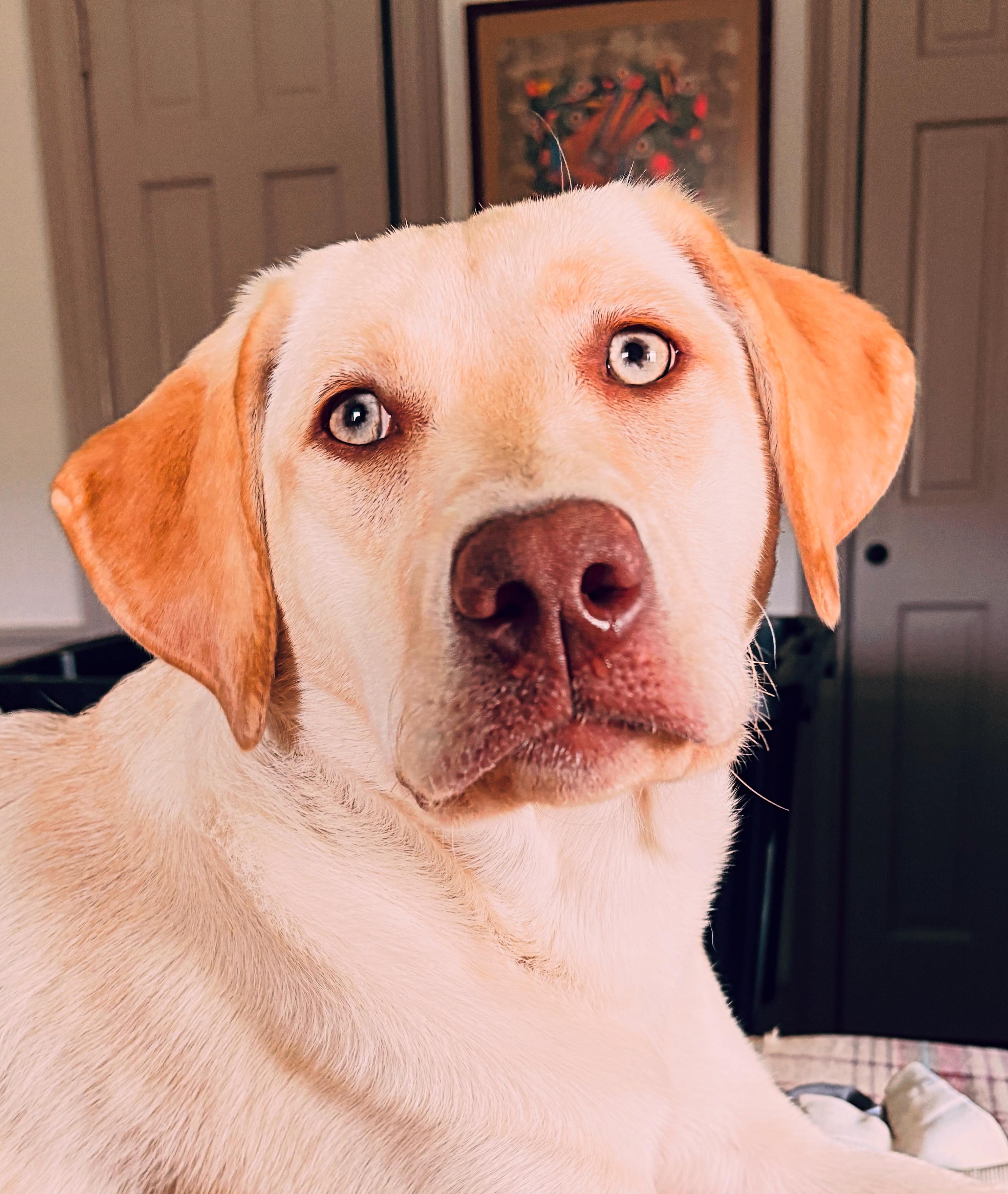 Remmy, ADOPTABLE, Young Female Yellow Labrador Retriever.