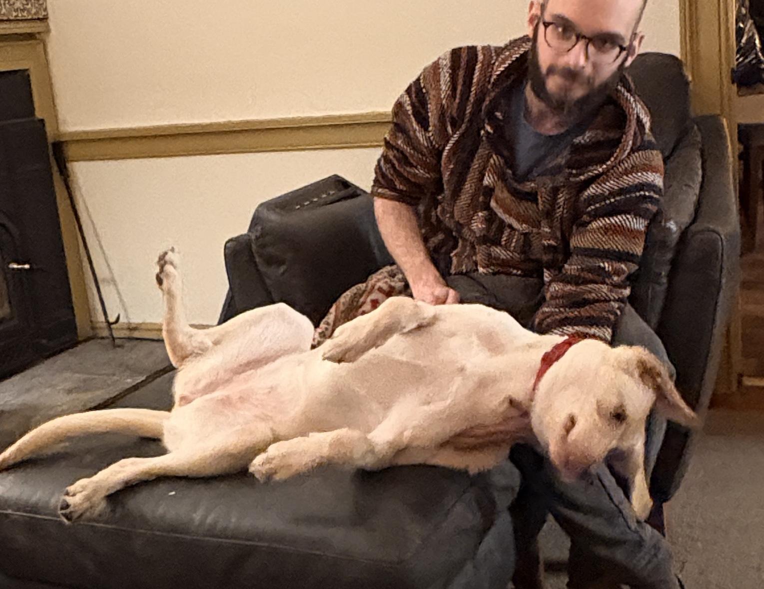 Enlarge Remmy, a ADOPTABLE Yellow Labrador Retriever in Mount Bethel, PA image 4/4