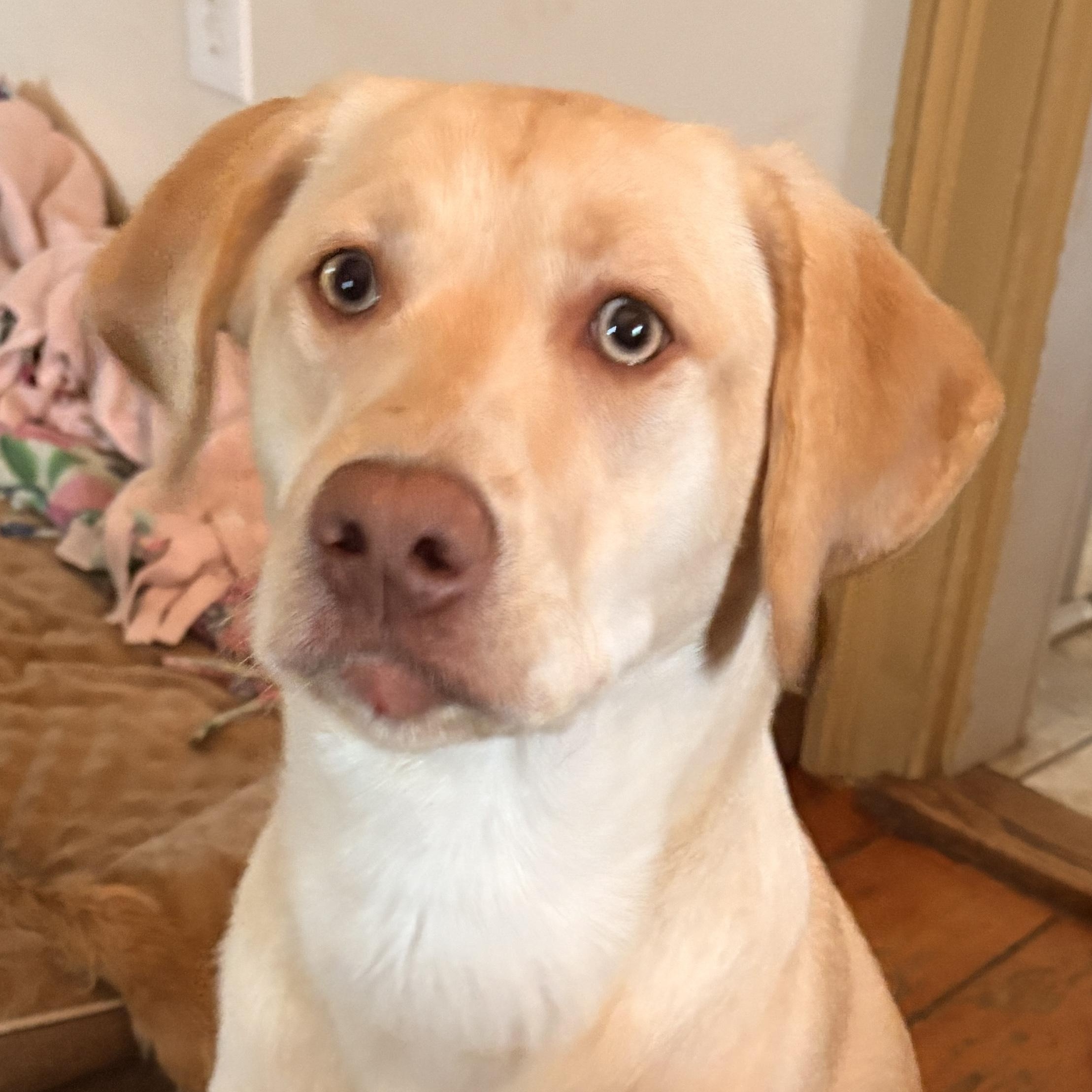 Enlarge Remmy, a ADOPTABLE Yellow Labrador Retriever in Mount Bethel, PA image 1/4