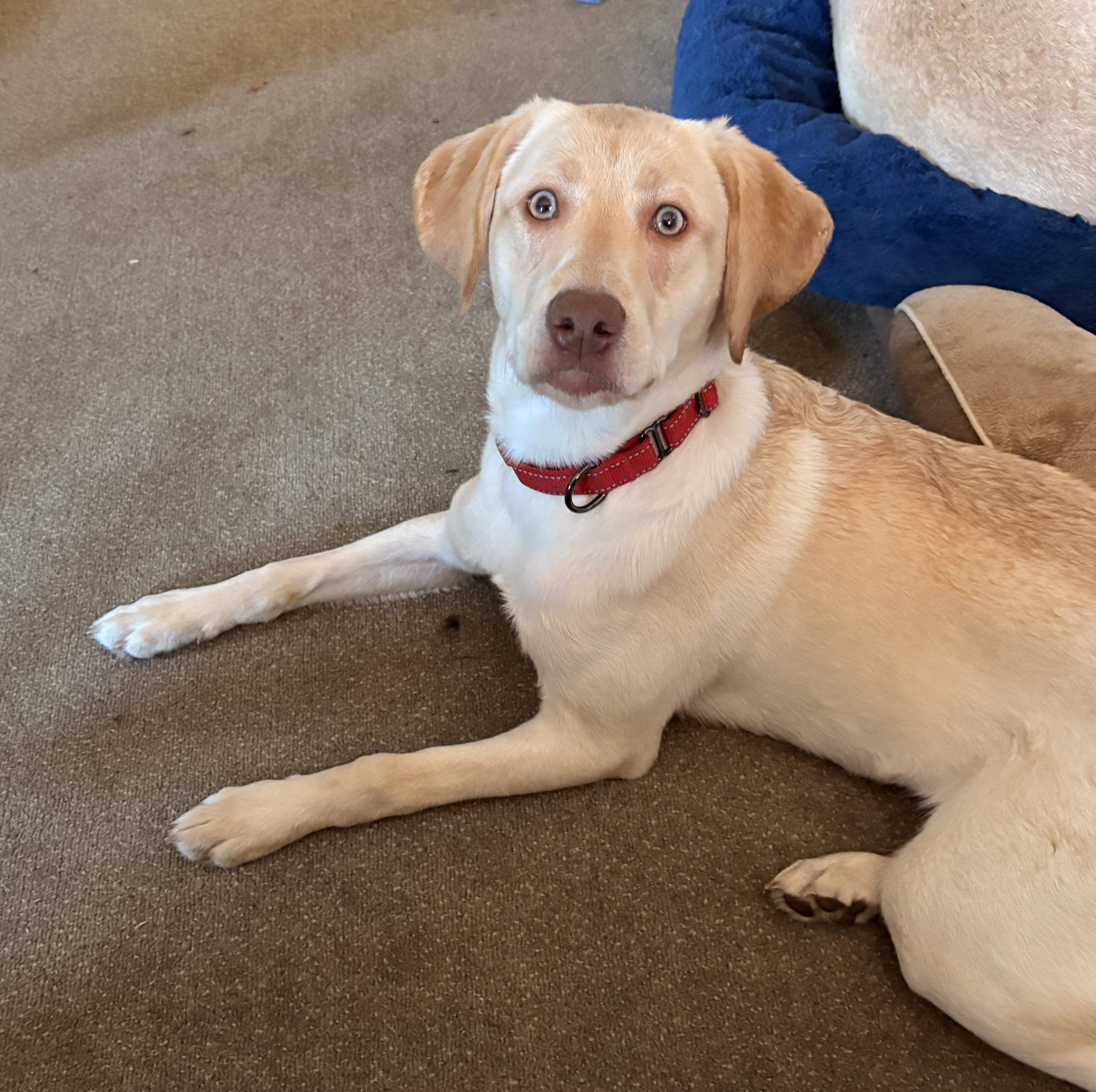 Enlarge Remmy, a ADOPTABLE Yellow Labrador Retriever in Mount Bethel, PA image 2/4