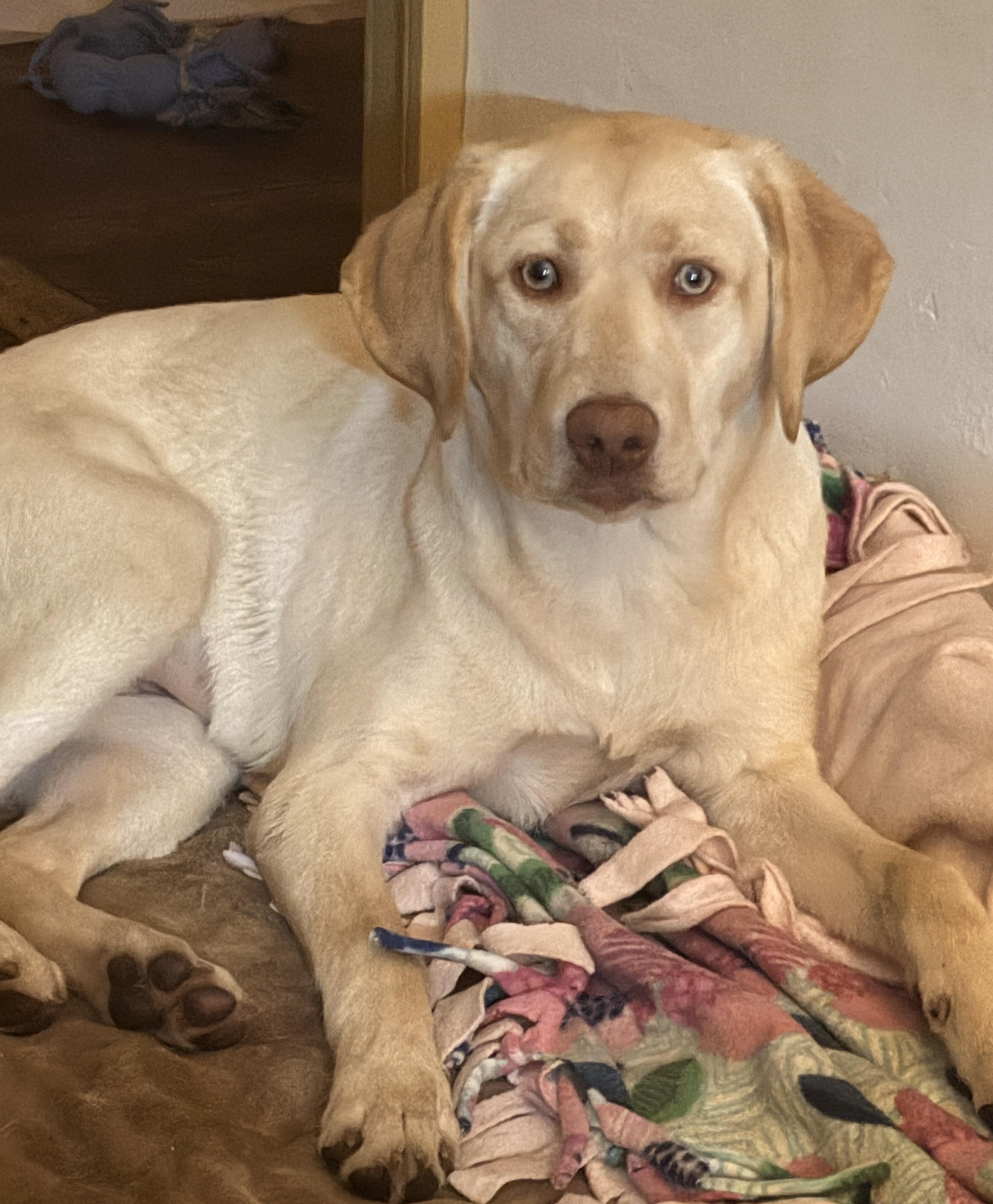 Enlarge Remmy, a ADOPTABLE Yellow Labrador Retriever in Mount Bethel, PA image 3/4