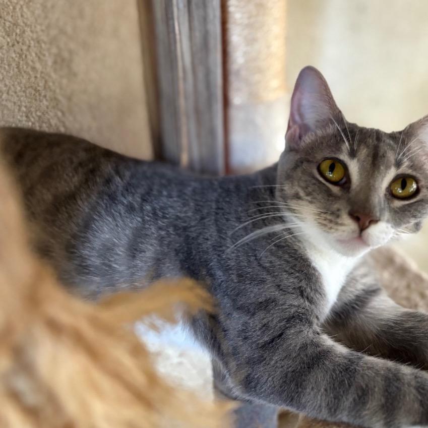 Joan, Adoptable, Adult Female Domestic Short Hair.