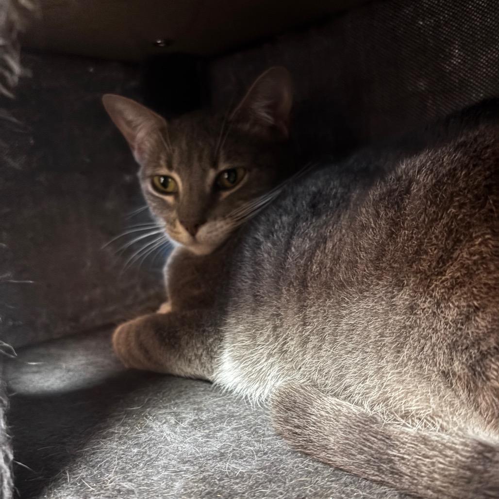 Enlarge Joan, a Adoptable Domestic Short Hair in Fulton, TX image 2/2