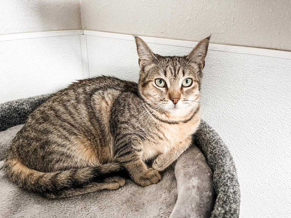 Peanuttier, Adopted, Kitten Female Domestic Short Hair.