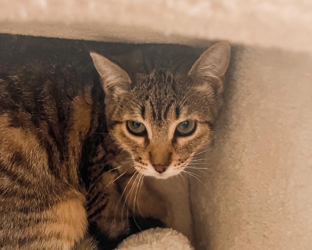 Peanuttier, a Adopted mixed breed in Littleton, CO image 2/4