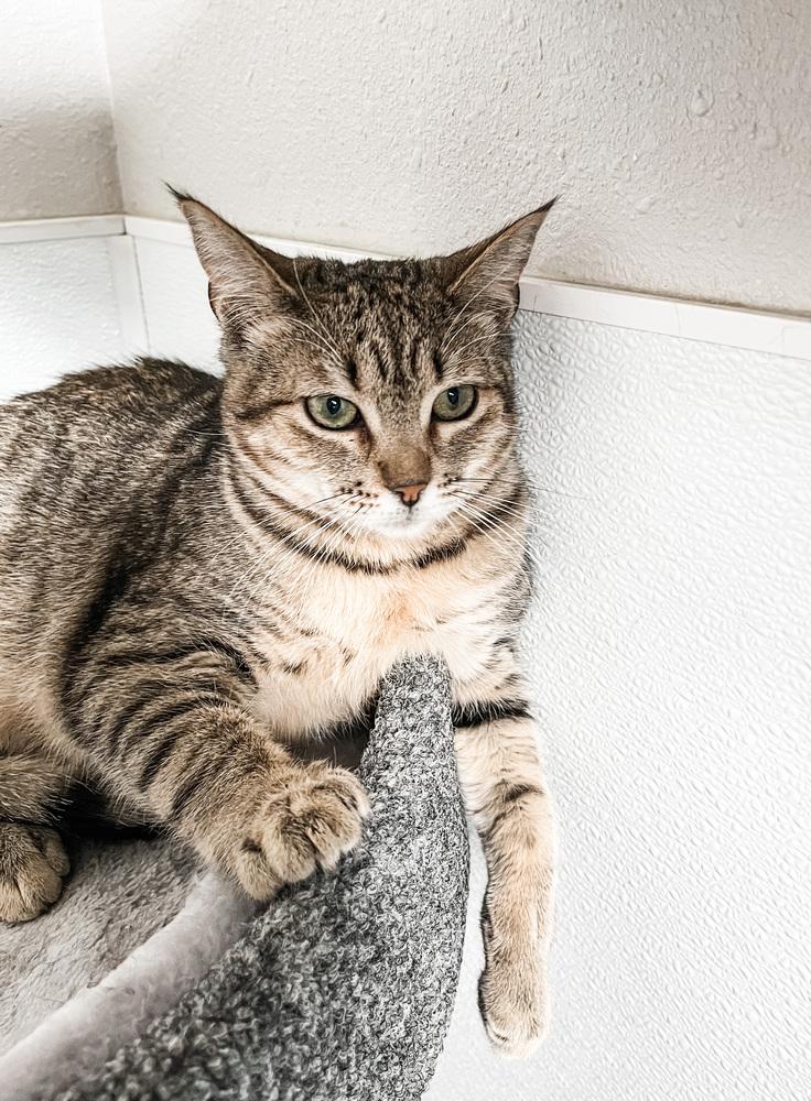 Peanuttier, a Adopted mixed breed in Littleton, CO image 3/4