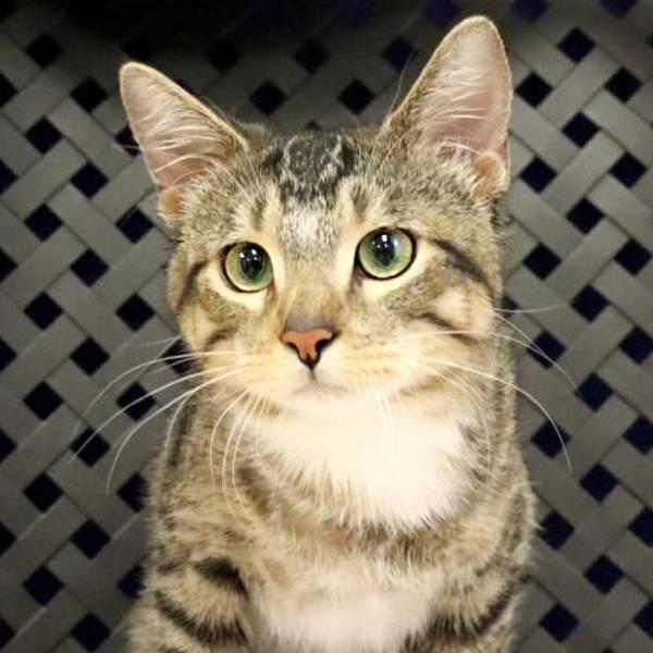 Enlarge Chibby, a Adoptable mixed breed in Fort Davis, TX image 1/1